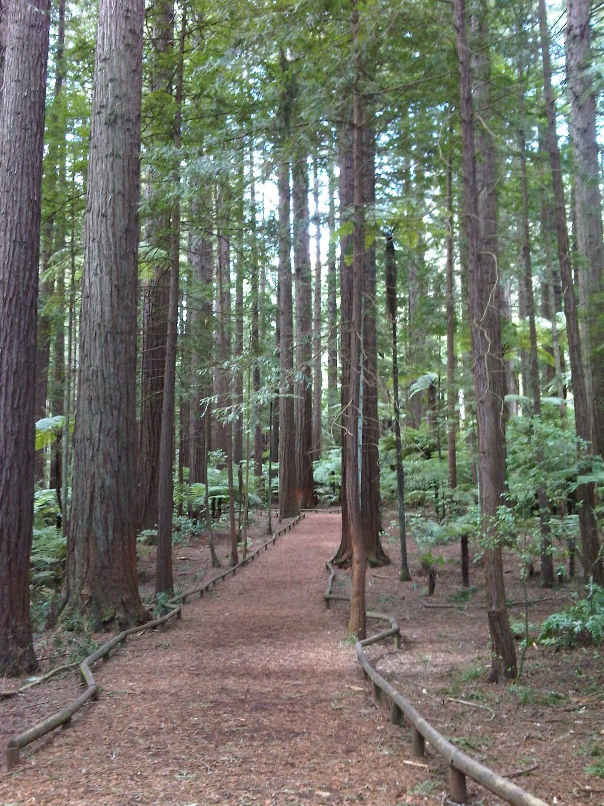 Download this Whakarewarewa Redwood Forest Track Near The Rmation Centre picture