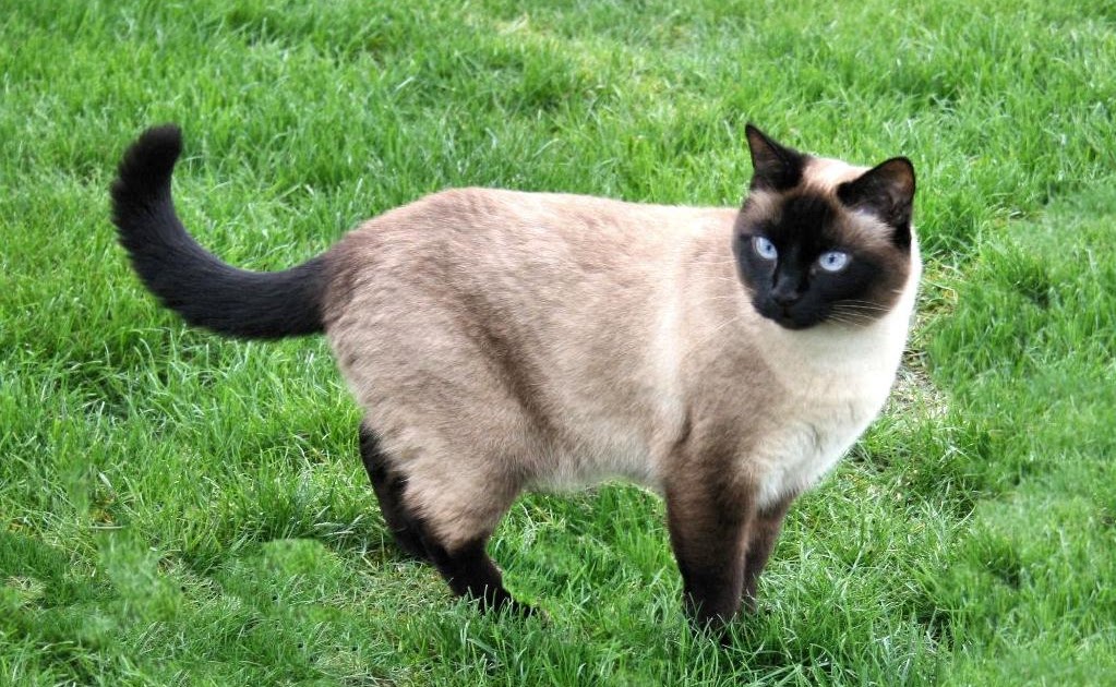 Isis Alada El gato Protector de su hogar contra fantasmas y espíritus