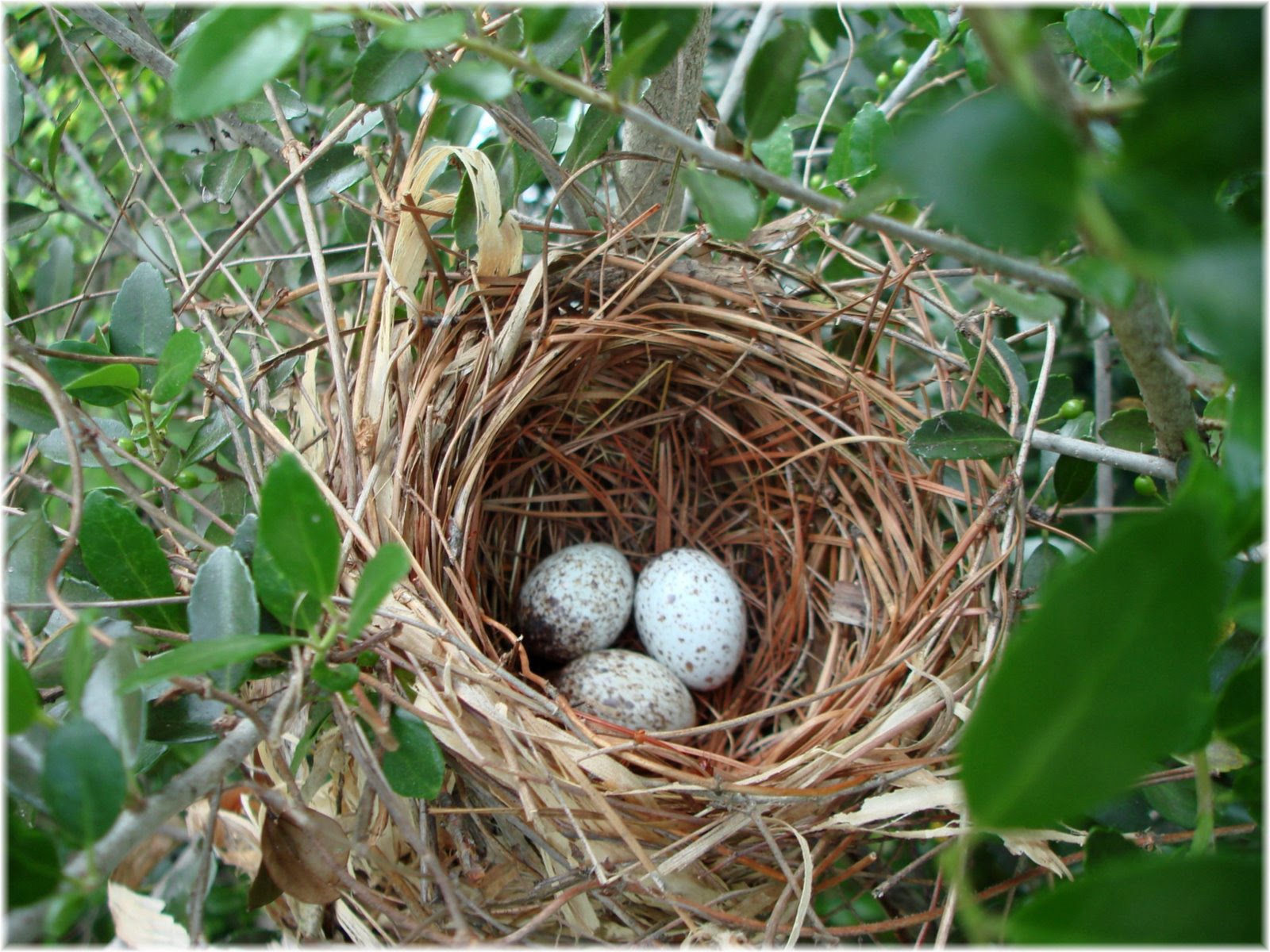 [cardinal+nest+003.jpg]