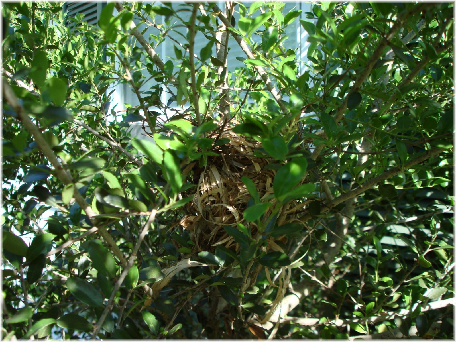 [cardinal+nest+002.jpg]