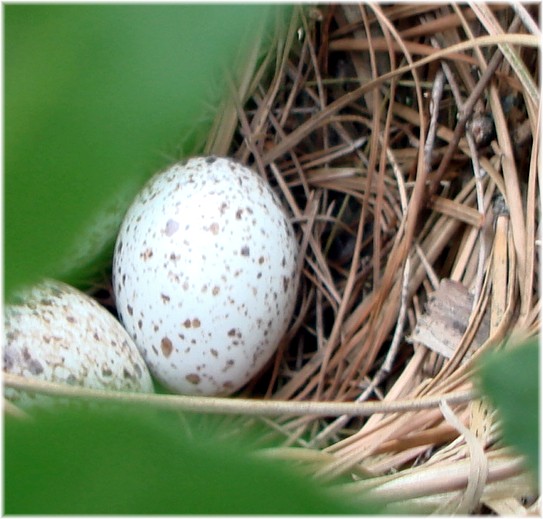 [cardinal+nest+004.jpg]