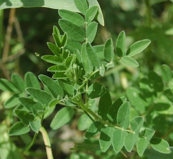 Articles and Informations about Tea A Simple Recipe of Astragalus Tea