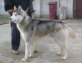 alaskan malamute vs siberian husky dog breeds