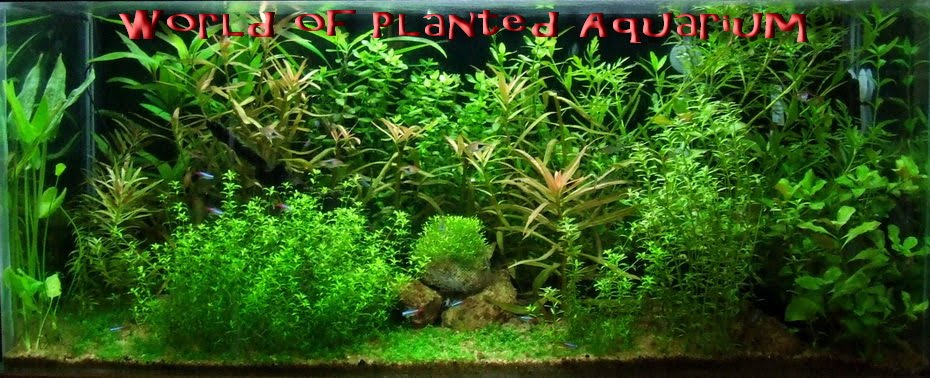 World of Planted Aquarium