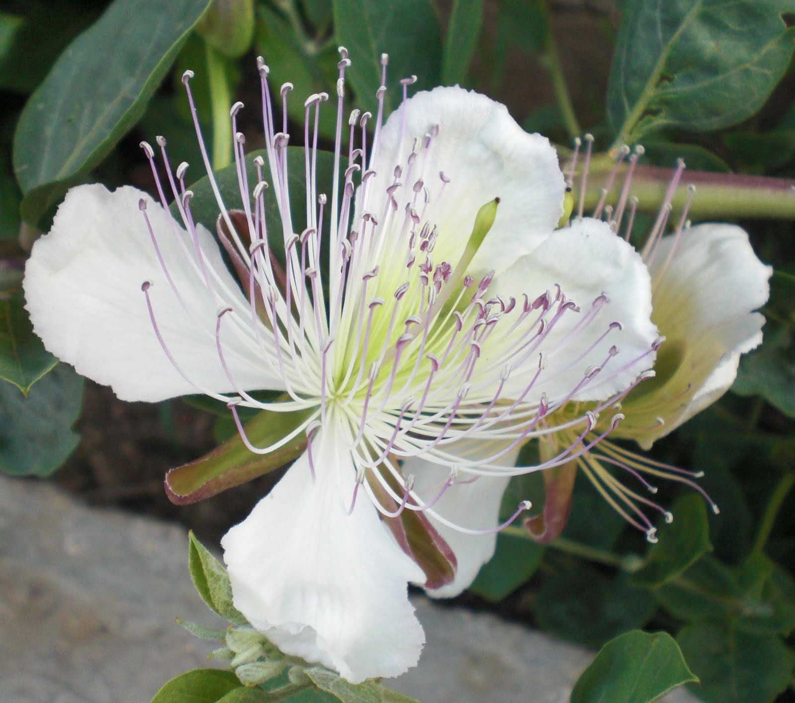 Amid the Olive Trees: Flowers for You