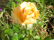 Sweet Yellow Rose in My Garden
