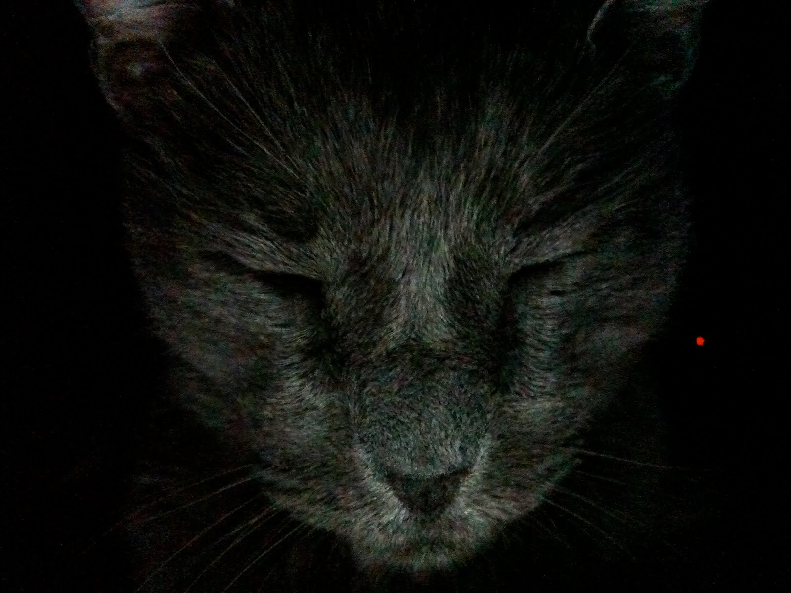 Hungover Mormon The story of Jonah the cat named after the guy who