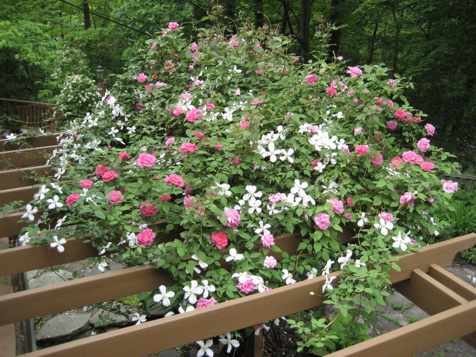 Evi's Country Snippets Clematis and Roses