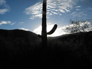 sunrise cactus on the desert, TUCSON