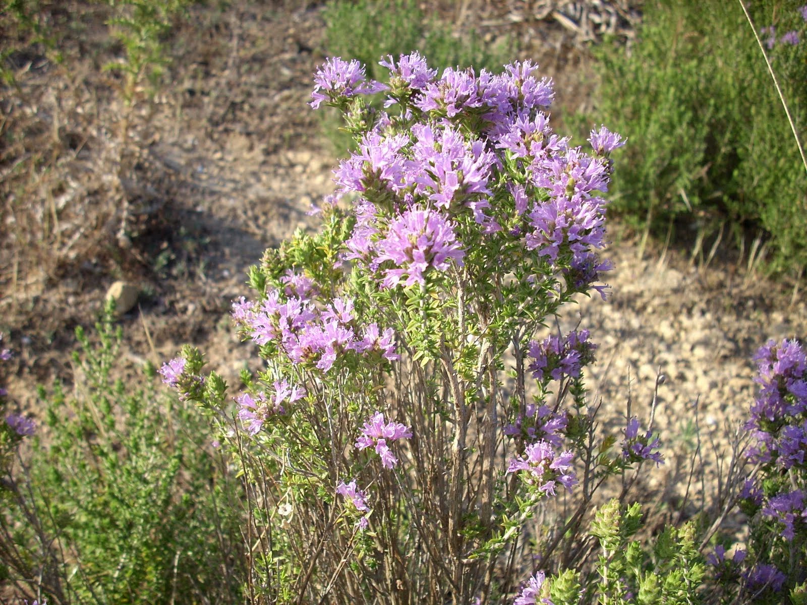 Naturaleza Benalup Tomillo aceitunero (Thymbra capitata)