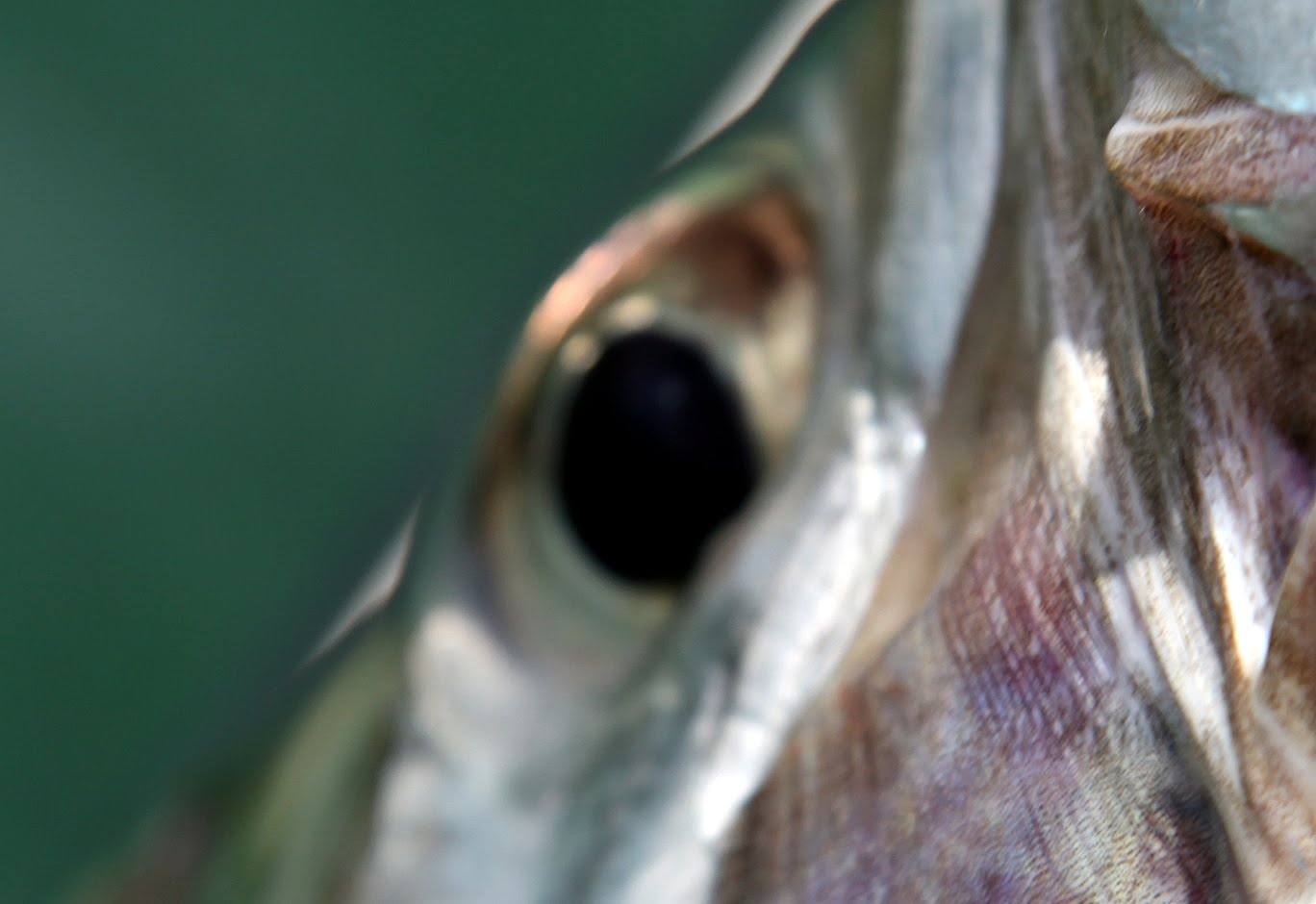 Country Pleasures Fly Fishing Megalops Atlanticus