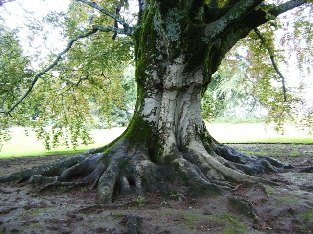 cadalso vive: El árbol del conocimiento...