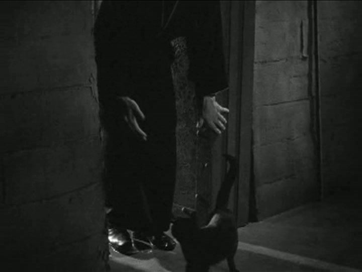 [Black+cat+-+ulmer+-+architecture+(1).JPG]