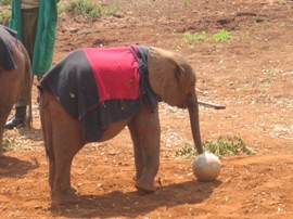 [Playing+ball+the+Elephant+style+.JPG]