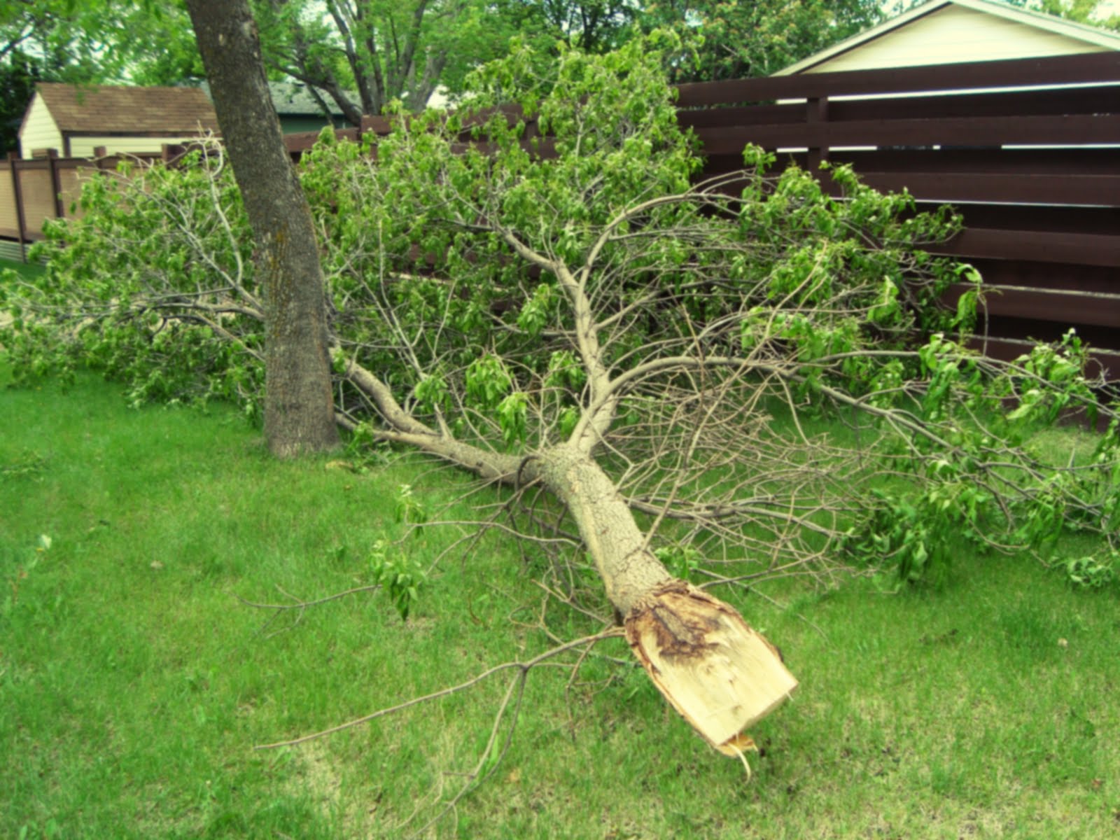 GarbageBagTrees Downed trees and puddles. Fringes of destruction.