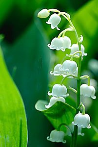 [muguet+brin.jpg]