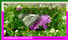 NATURALEZA FASCINANTE