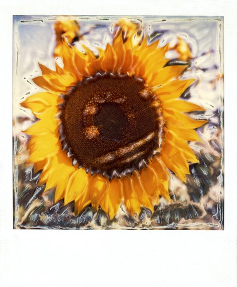 girasole