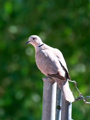 NW Bird Blog: Eurasian Collared-Dove