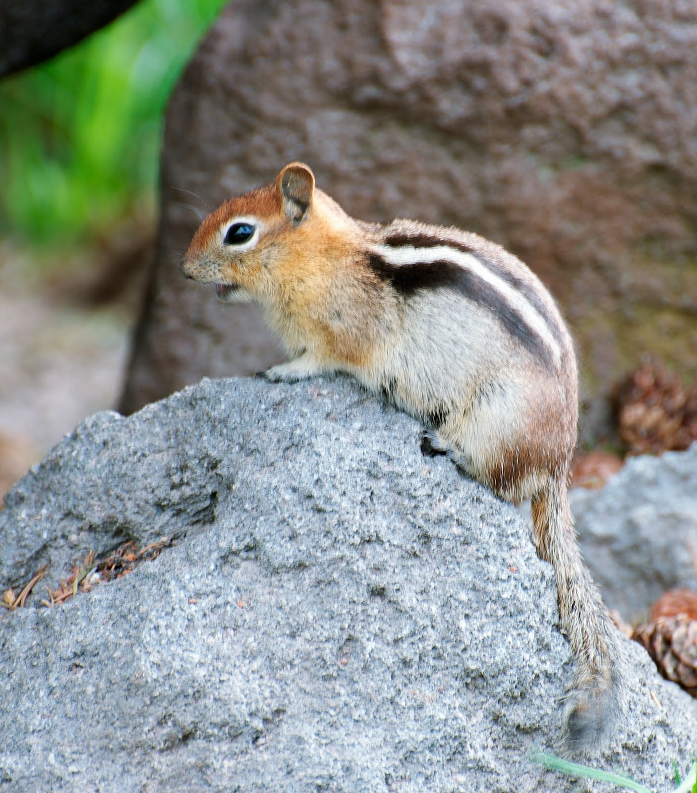 NW Bird Blog: Golden-mantled Ground Squirrel