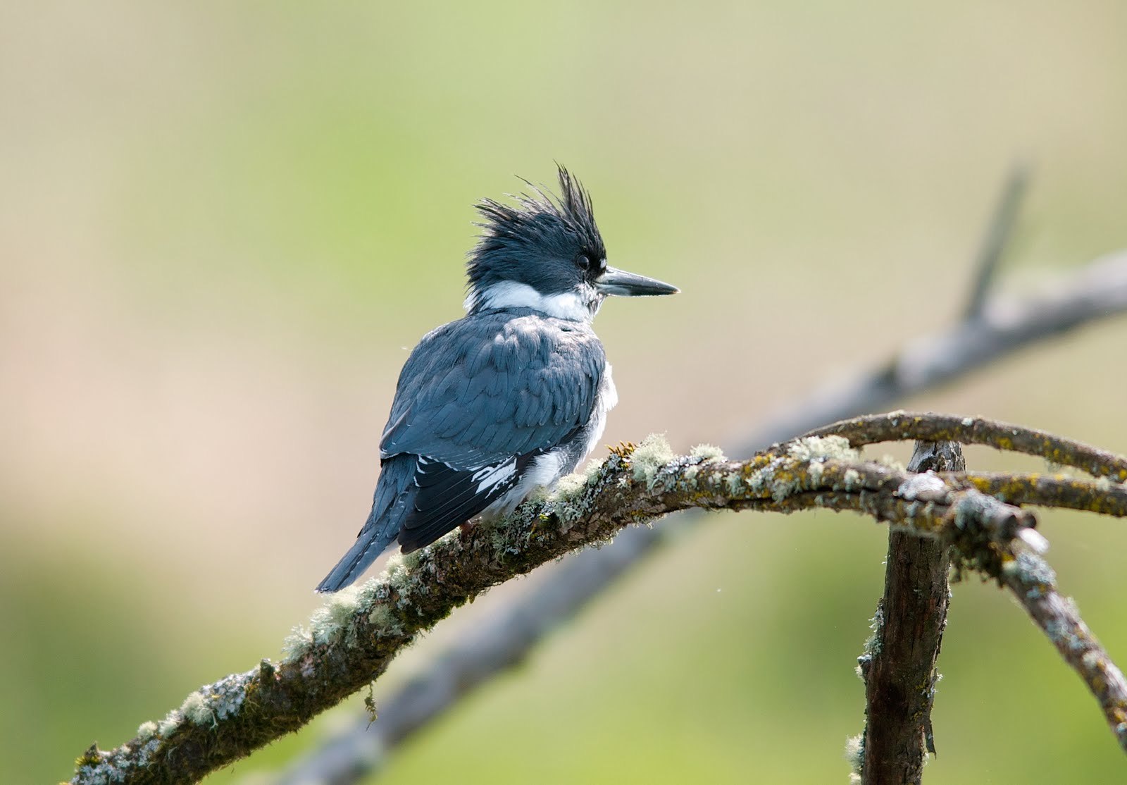 ... old pictures and ran across the belted kingfisher i shot from the bird