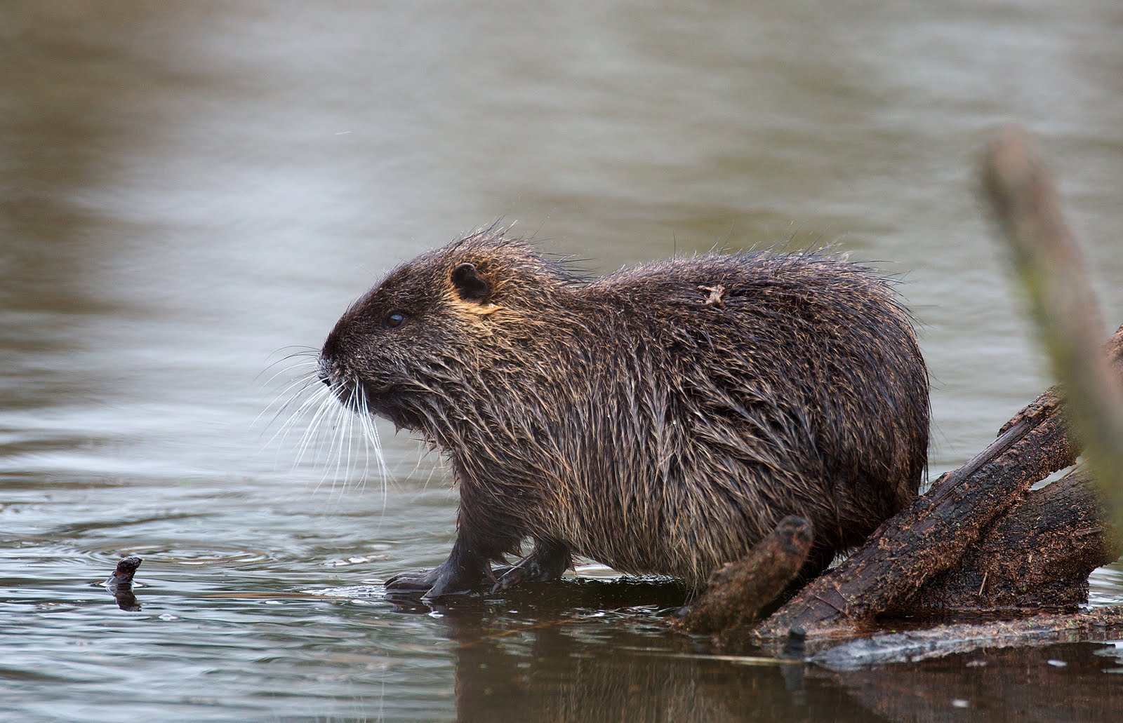 I took these pictures of a Nutria from the bird... 
