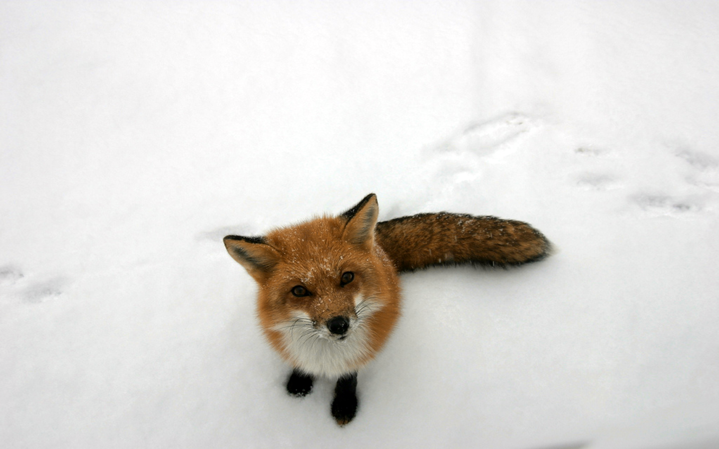 hdmaxs.blogspot.com: Fox HD Wallpaper