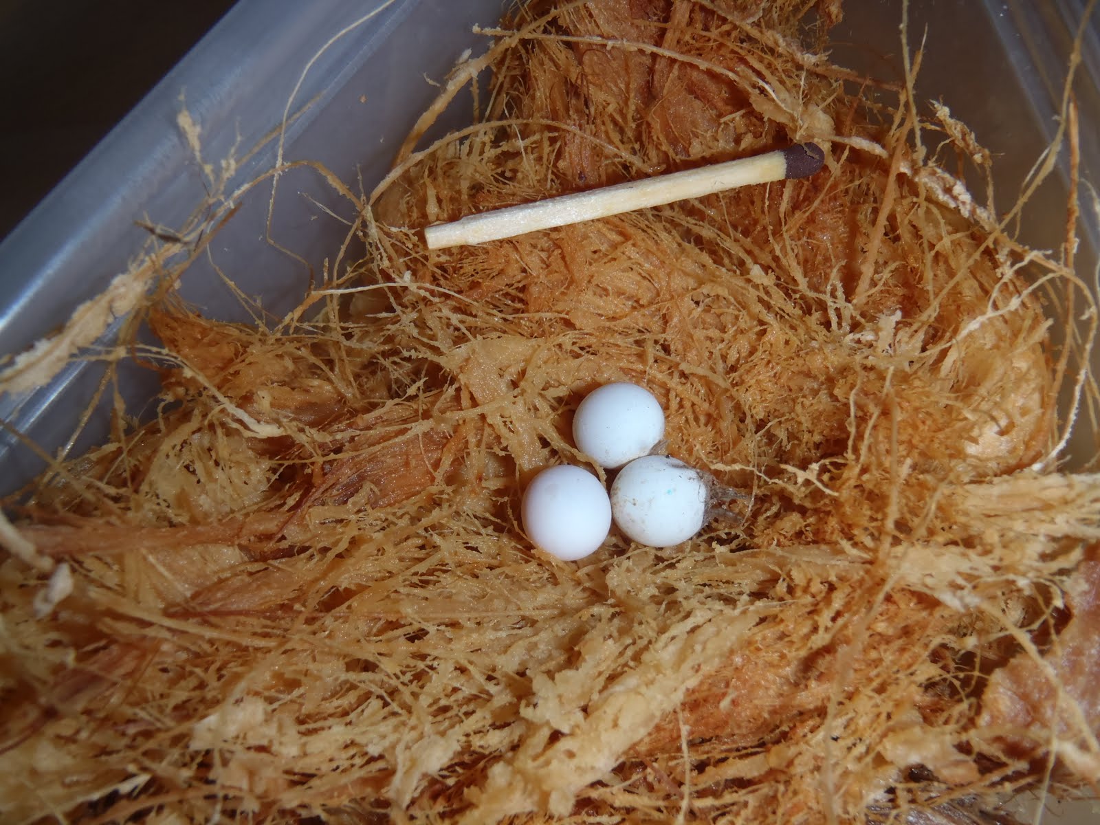 K&R Gecko eggs.