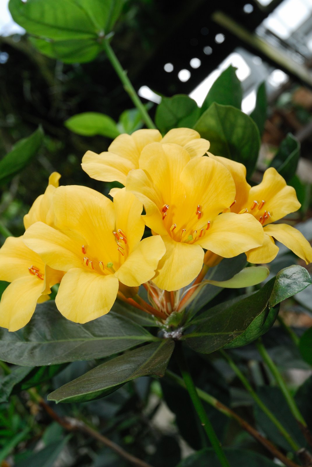 [orchids-yellow2.JPG]