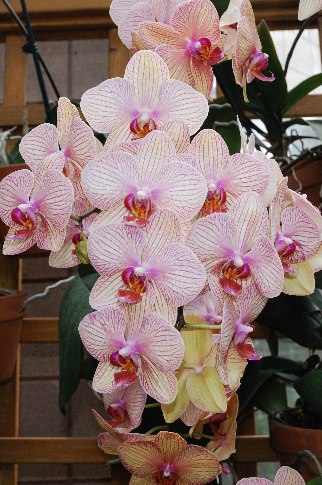 [orchids1.JPG]