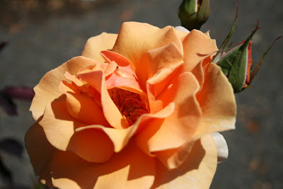 Delights of the Heart: Heirloom Roses