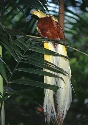 طائر الفردوس lesser-bird-of-parad