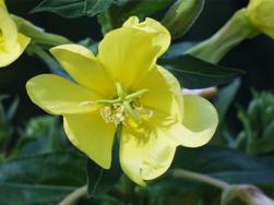 [gece+cuha+cicegi.jpg]