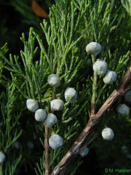 [Juniperus+sabina+BotKA+F21.jpg]
