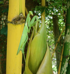 Praying Mantis on Bambusa vulgaris Vittata