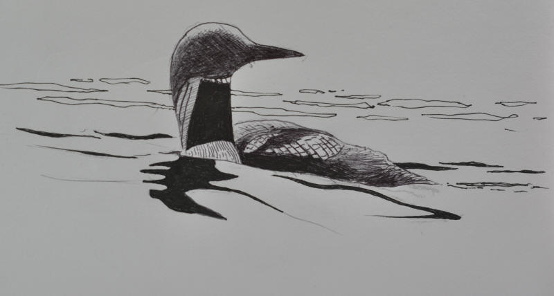 Гагары схема. Европейская чернозобая гагара рисунок. Васильева гагара. Плач гагары. Чернозобая гагара раскраска.