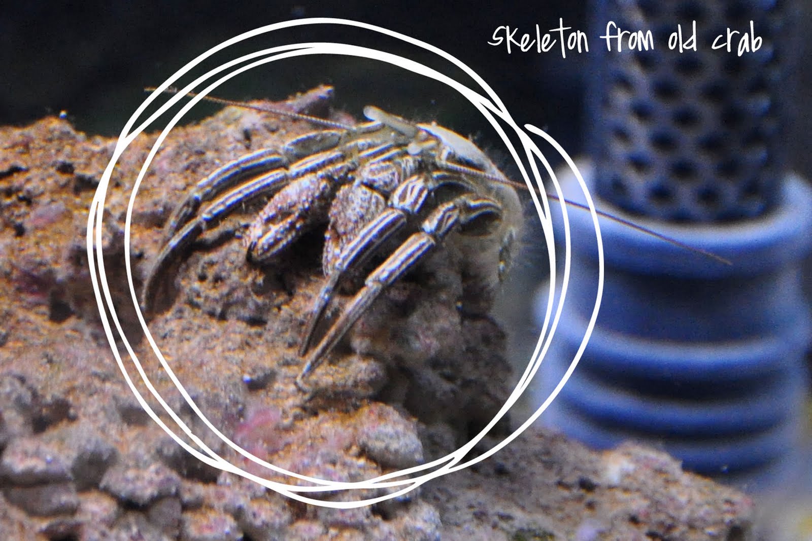 [skeletoncrab.jpg]