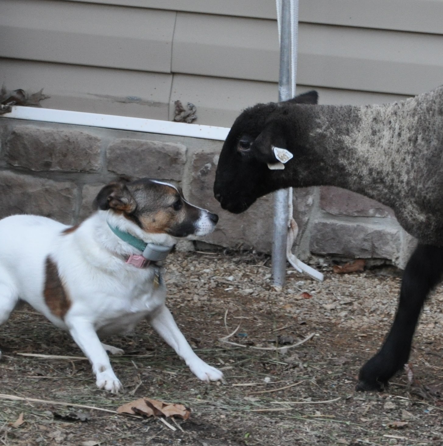 [java+and+poundcake.jpg]