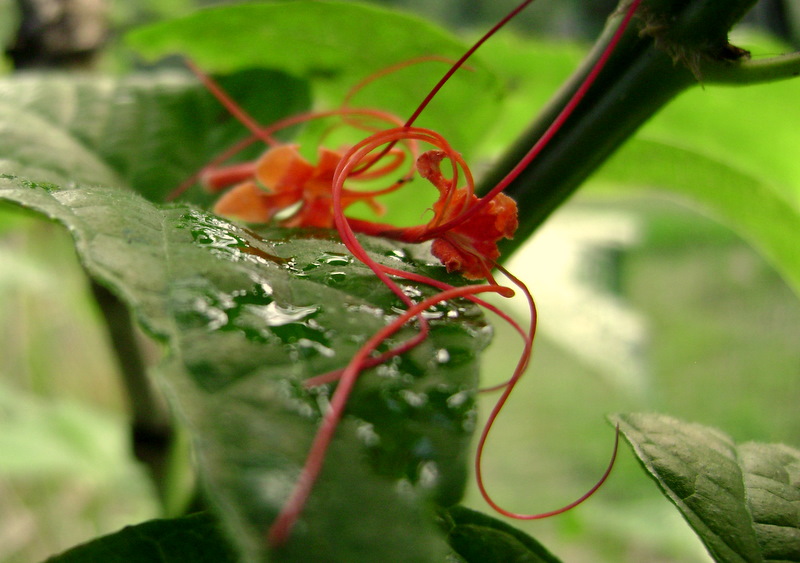 Kilauea Poetry Tangerine Sky