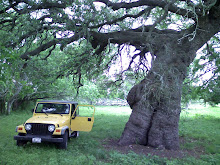 jeep and old tree