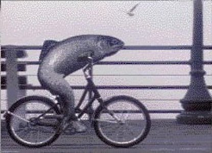 a_fish_needs_a_bicycle.jpg