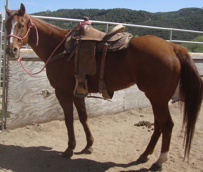 Blaze, 19 yr old registered paint mare for adoption