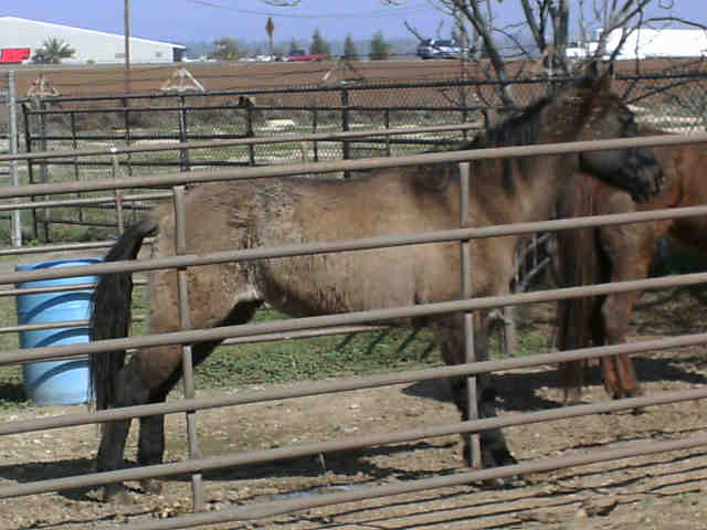Horse in need at Kern County Animal Shelter, Bakersfield