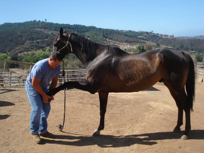 Tiger with Dr. Don Moore, Equine Chiropractor