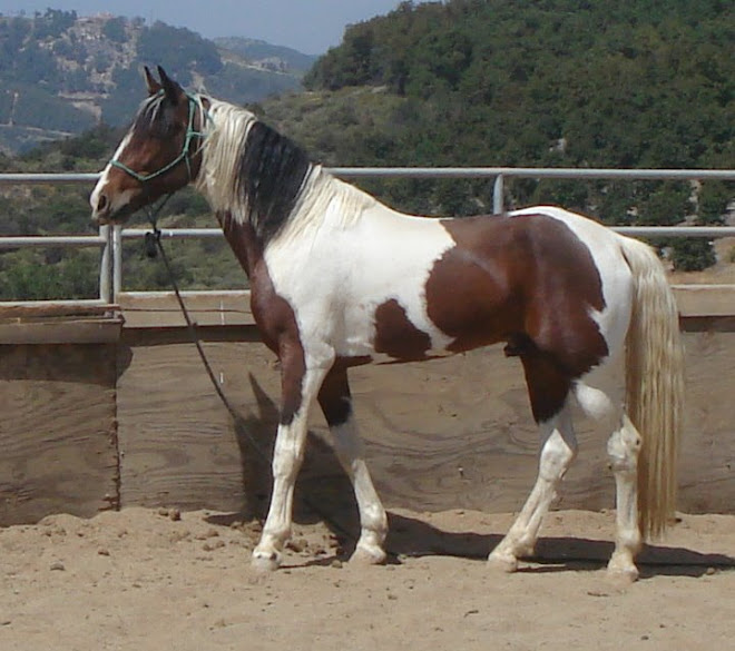 Toby, rescued 5 year old stallion