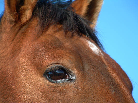 Sweet Adeline, Horse Hero