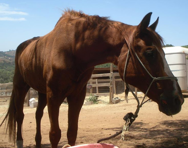 19 yr old ex-rodeo horse Sonny has arrived to FalconRidge