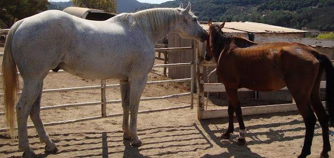 Gunsmoke kissing latest rescue, saying "It's ok now"