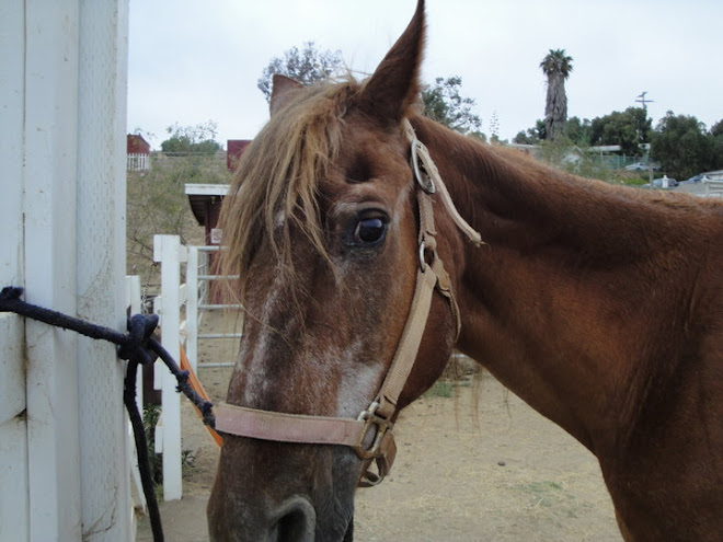 Jackie, 30 yr old quarterhorse mare in Bonita needs a home