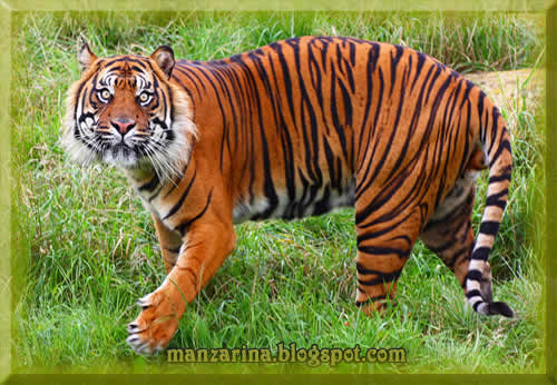 39+ Mewarnai Gambar Binatang Berkaki Empat - Dunia Mewarnai